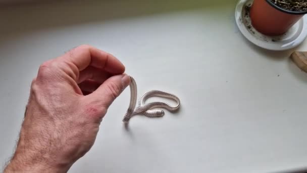 動きの蛇に似たネックチェーン それは蛇の背骨のようにねじれ それは爬虫類の皮のスケールのように輝き ねじれ 男性のチタン鋼の蛇の鎖のネックレス — ストック動画