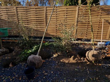 Yolun kenarındaki sokakta ağaçlar. Bir sırada ağaçlar bir deliğe dikilir. İşçi eldivenli, bagajı aşırı ısınmaya ve bahar güneşinin kabuğunu çatlatmaya karşı boyuyor. Konteynır, yeşil, uzanmış.