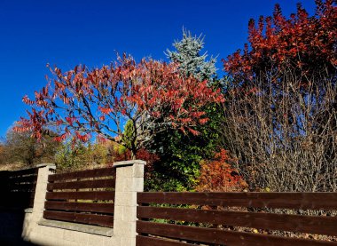 Sonbaharda Sumac, yaprakları parlak sarı, turuncudan kırmızıya olduğunda. Aynı zamanda koni meyveleri olgunlaşıyor ve Temmuz ayı sonundan itibaren pembemsi kırmızıya dönmeye başlıyorlar. Kış boyunca, düş