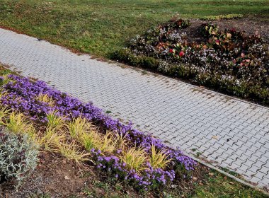 Çiçek tarhında çiçek açan asterler bir monokültür, bir çiçek halısı oluşturur. daha uzun çimlerin arkasında. Bahçe düzenlemesi güneşli karakter