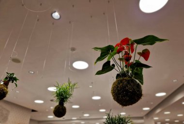 Yosun topu, üzerinde süs bitkisi yetişen yosunlarla kaplı bir toprak topudur. Fikrin kökeni Japonya 'ya dayanıyor. Kokedama, Japon bahçelerinde çok popülerdir..