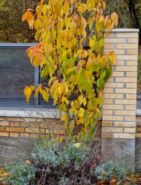 Dar bir tacı olan ağaç. Dallar yukarı doğru uzanıyor. Ev, daire arka planda. Kiraz güzel çiçek açar ve sonbaharda turuncuya döner, sarı, sokak, ağaçlar