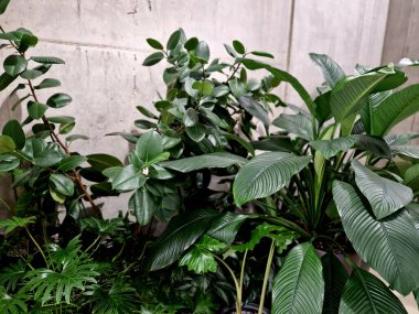 Tropik görünümlü çiçekli gölgeli avlu bahçesi. Bir ofis binasının beton sade koridorunda çeşitli yaprak şekilleri olan farklı boyutlarda yapraklar.