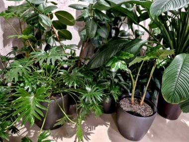 Tropik görünümlü çiçekli gölgeli avlu bahçesi. Bir ofis binasının beton sade koridorunda çeşitli yaprak şekilleri olan farklı boyutlarda yapraklar.