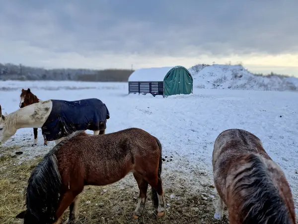 Feeding horses with hay. grazing in winter. The hay is in the net. the lawn is already grazed. white horse in the corral. stable. tent a tunnel-shaped stable where horses hide when it rains or is cold