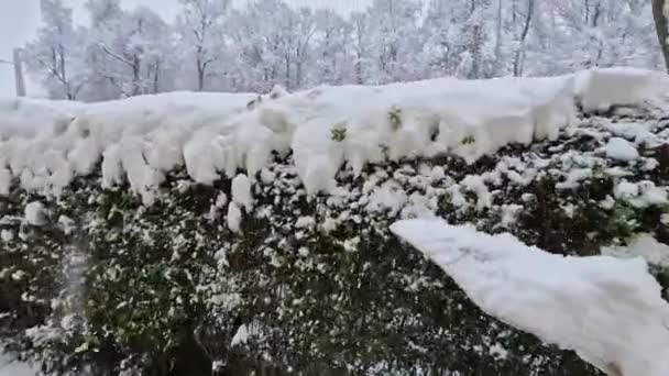 Realizar Golpes Nieve Setos Cada Tormenta Nieve Importante Menos Puede — Vídeo de stock