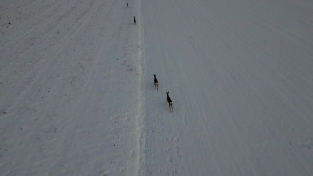 Observando Veado Correndo Por Campo Gelado Nevado Voar Sobre Animais — Vídeo de Stock