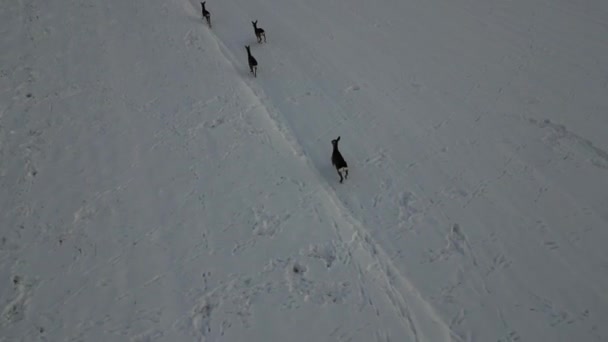 Наблюдая Оленем Бегущим Замерзшему Снежному Полю Пролет Над Животными Означает — стоковое видео