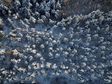 Spruce Ormanı 'nda kış uçuşu. Tayga 'da karlı bir yol. Rüzgar dalgalı ormanı hareket ettiriyor. Şiddetli kar yağarsa rüzgarlar dalları ve ağaçları kırmakla tehdit eder. Ordu, askeri amaç