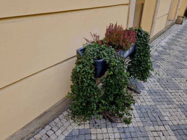 Gri bir saksı dikdörtgen şeklindedir. Çiçek saksısı, bir meydanda ya da bir parkta uzun ömürlü çiçeklerle doludur. Çelik, beton, adaçayı, çalılık, granit silindir, güneşli