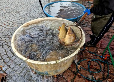 Christmas carp is chosen by customer and the fisherman catches it for him with a net. he can kill him with a mallet and disembowel him. portioned pieces of fish in igrlit bags, weight meat. butchery