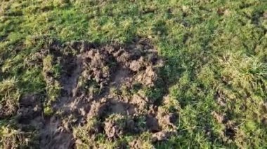 Geceleri çimlere ya da çayırlara zarar veren bir hayvanı korkutmak büyük bir sorundur. Yaban domuzu oyuklarıyla derin kazar ve böcek, solucan ve tohum arar. Hatta bir futbol sahasına bile zarar verir.