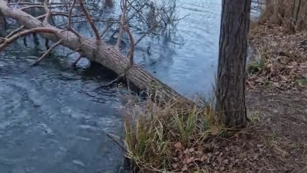 这棵树掉进水里躺在水面上 苏格兰人的根被海浪压碎了 林务员将不得不用绞车拉出来 — 图库视频影像
