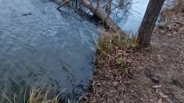 这棵树掉进水里躺在水面上 苏格兰人的根被海浪压碎了 林务员将不得不用绞车拉出来 — 图库视频影像