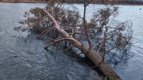 Trädet Föll Vattnet Och Låg Ytan Skottar Tall Vars Rötter — Stockvideo