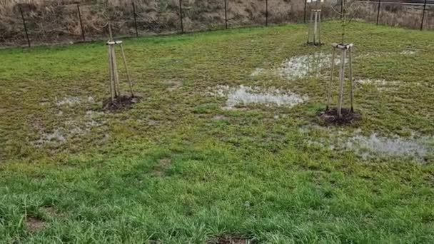 Terreno Bagnato Nel Parco Non Riceve Acqua Dalla Pioggia Primaverile — Video Stock