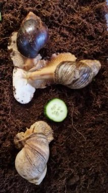 Tropik bir salyangozun salyangoz kabuğu genellikle sadece 15 ila 20 cm uzar ve yedi yıl yaşar. Sokaktaki çizgilere şükürler olsun ki ona Kaplan Salyangoz deniyor. Vücut siyah olma eğilimindedir, sadece istisna, parmak.