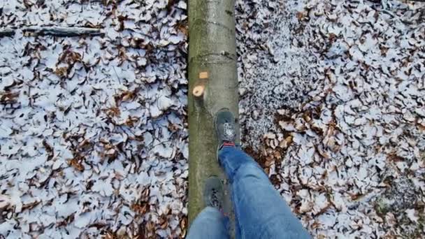 Человек Ходит Стволу Букового Дерева Снежные Листья Всему Лесу Синие — стоковое видео