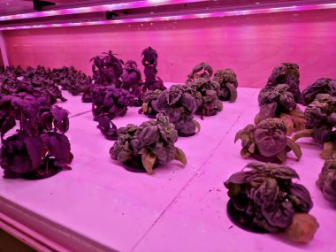 Mor ışıklı serada büyüyen bir sera. Kızılötesi fotosentetik ışıklandırma kutularda marul ve ot yetiştiriyor. Suni gübrelerle yetişen hijyenik gıdaların tadı iyi değildir.