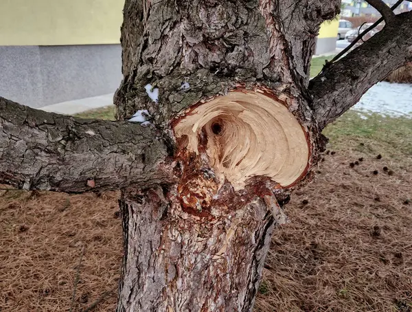 a broken branch deep from the trunk. a conical hole is a deep wound that is difficult for the tree to heal and is overgrown with callus cell processes. arboricultural measures are not trivial