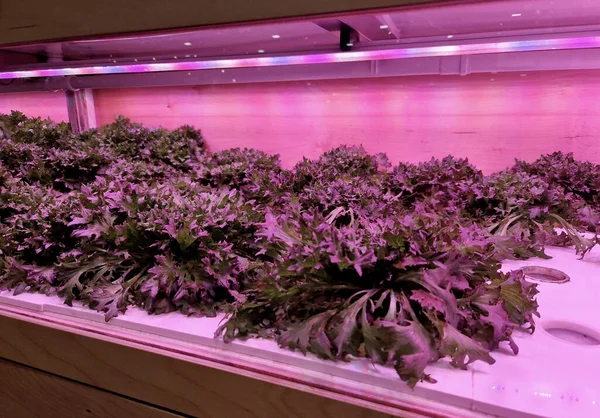 growing in hydroponics greenhouse with purple led light. infrared photosynthetic lighting growing lettuce and herbs in boxes. hygienic food grown with artificial fertilizers does not taste good