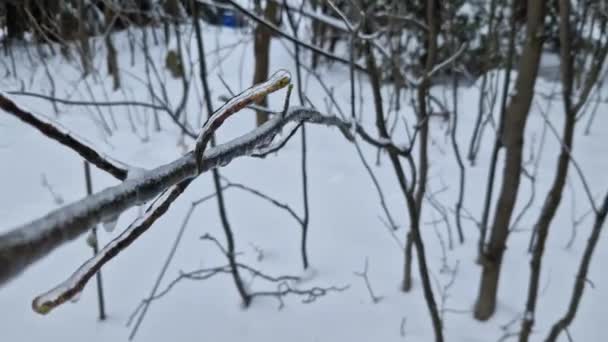 冬天树枝的弯曲被一层冰覆盖着 它们发出的声音是一种吱吱声和尖叫声 类似于十字弓或弹弓中绳子的拉力 — 图库视频影像