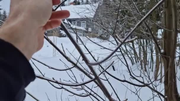 겨울에 가지의 얼음의 층으로 그들이 만드는 소리는 크로스보우 캐터펄트에서 밧줄의 — 비디오