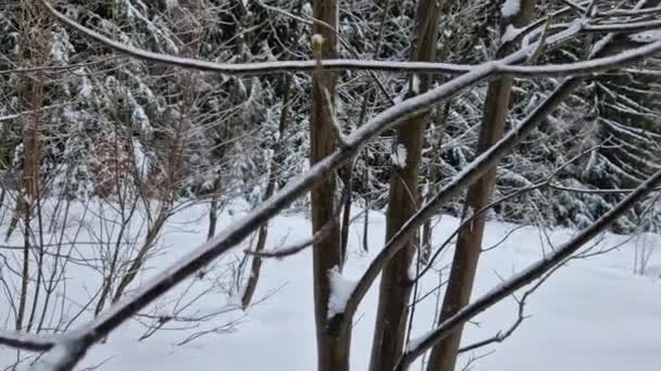 冬の木の枝の曲げは氷の層で覆われています 彼らが作る音は クロスボウやカタパルトのロープの緊張に似たクリークとスクリーニングの音です 強い霜 — ストック動画