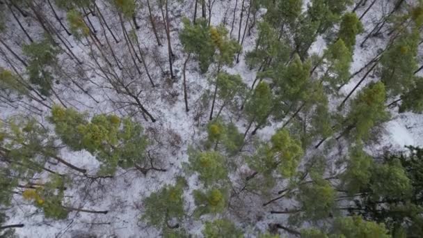 穿过白雪覆盖的森林 两个人沿着一条路走着 一架无人驾驶飞机在他们上方飞行 看着他们 相形之下 树干在雪地上 有森林的中欧冬季景观 — 图库视频影像
