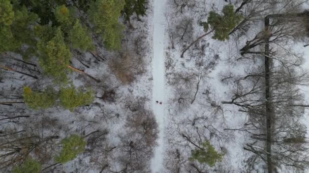Прогулка Заснеженному Лесу Два Человека Идут Дороге Над Ними Летит — стоковое видео