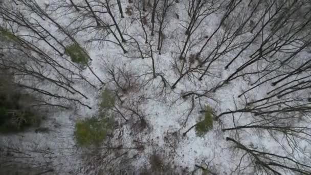 Прогулка Заснеженному Лесу Два Человека Идут Дороге Над Ними Летит — стоковое видео
