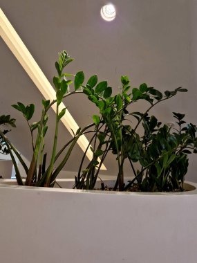 Kapalı alandaki bitkilerin hemen yanında elektrik prizleri olan bir santral. Ofisin içinde merdiven altından Rollins talep ediyor. Koridorda ultraviyole ışık var. Korian materyali