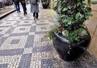 Parlak metalik renkte oval bir saksıda top şeklinde çıkıntılar. Bir otelin, restoranın ya da kamu binasının girişine temsili bitkiler dikmek için. seramik jöle
