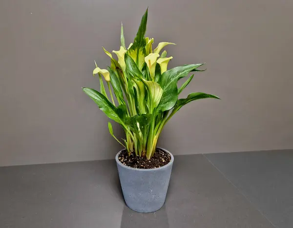 Calla Lily Mini Yellow Flower  Wholesale Need mini calla lily yellow flowers for your wedding or party  Blooms by the Box has a wide selection of fresh wholesale flowers.