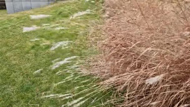 Kwietniki Ozdobnymi Trawami Atrakcyjne Jesieni Zimy Oraz Dzięki Suchym Kwiatom — Wideo stockowe