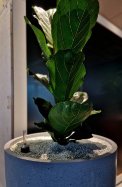 Tencerelere kapalı bitkiler ekiyorum. Sulama göstergesiyle birlikte yüzen hidrofonik sistem. Zeolite substratı kapalı bitkiler için uygundur, çünkü patojenler ve böcekler içinde çoğalmazlar.