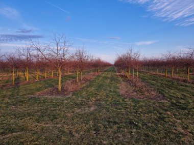 Yüksek bahar sıcaklıkları tomurcukların filizlenmesine ve gece donmasına neden olur. Pahalı mum yakmak da işe yaramıyor. Kış uykusundaki haşereler tüm gücümüzle kürek çekiyorlar.