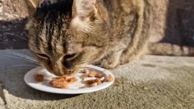 Yarı vahşi bir kedi tabakta yiyeceği iştahla yiyor. Güneş kışlık ceketin içine ışıldar. Ev faresi avcısı tamamen aç.