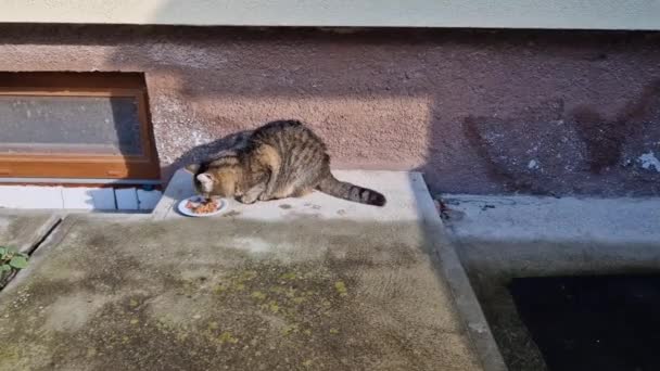 Μια Ημι Άγρια Γάτα Καταβροχθίζει Πεινασμένα Φαγητό Ένα Πιάτο Ήλιος — Αρχείο Βίντεο