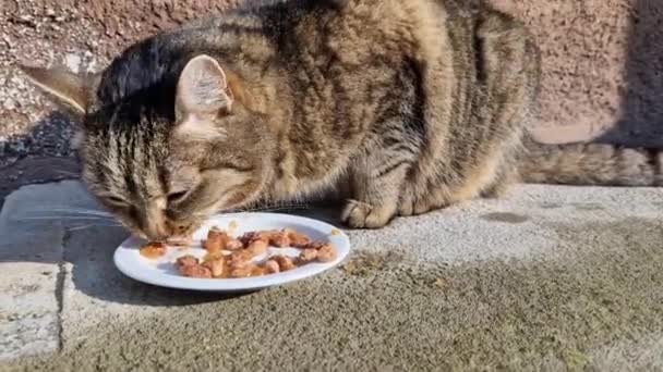 Een Snauwende Halfwilde Kat Verslindt Hongerig Voedsel Een Bord Zon — Stockvideo