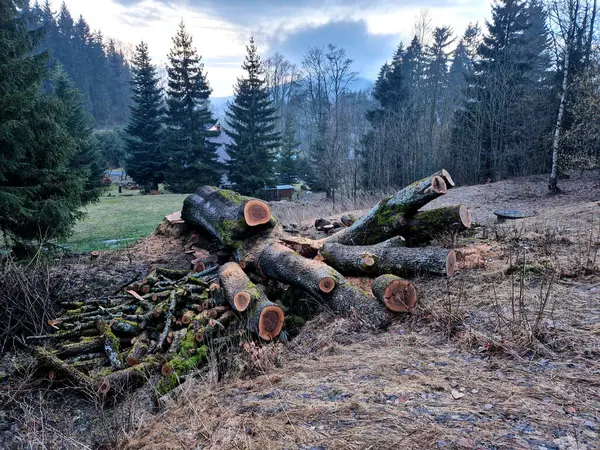 the old ash tree in the mountains has already been cut down. the massive torso lies in the meadow and will be used as fuel in the fireplace. fungal vascular disease decimates this type of tree.