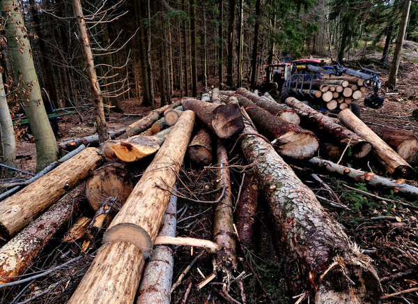 experts from the University of Forestry came to investigate the bark beetle calamity. bitten paths under bark in bark are a sign of damage to the tree. holding a sample for laboratory in hand