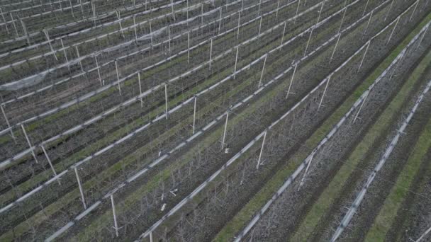 Orchards Nets Protecting Cherries Hailstorms Raids Starlings Modern Slim Spindle — Stock Video