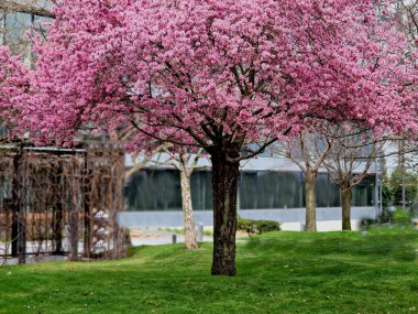 Düşen kiraz yaprakları arabaları, yolları ve kaldırımları pembe taç yapraklarıyla kaplar. Köşelerde temizlenmesi gereken katmanlar var. Güzel olsalar bile, çimenlik, park.