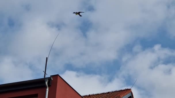 Falešný Dravý Pták Tyči Nad Domem Pohybuje Větru Ohebném Drátu — Stock video