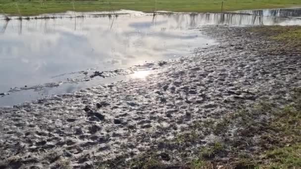Solo Alagado Parque Não Recebe Água Chuva Primavera Drenagem Mal — Vídeo de Stock