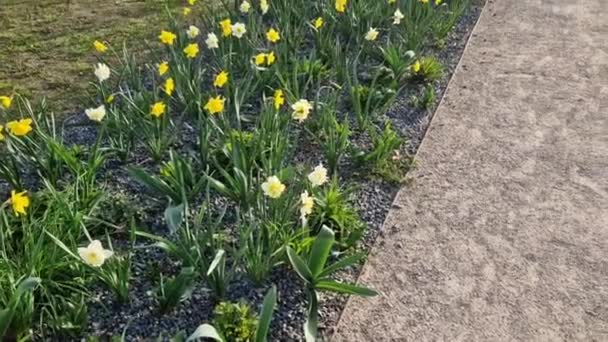 芝生に咲く球根のストリップは 通りの多年草の花壇を置き換えます 公共の緑 ストライプ 未舗装道路に沿って安く より効果的な開花バリアント — ストック動画