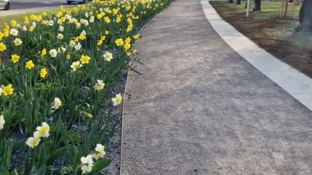 Pasek Cebuli Kwitnących Trawniku Zastępuje Wieloletnie Kwietniki Ulicy Tańszy Skuteczniejszy — Wideo stockowe