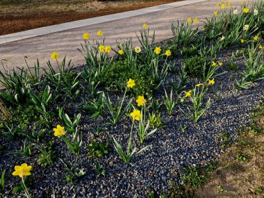 Bahçede çiçek açan ampul şeritleri, sokaktaki uzun yıllık çiçek tarlalarının yerini alıyor. Daha ucuz ve daha etkili çiçek versiyonu. Toprak yol boyunca ağaç, ara sokak, ağaçlar, çizgiler.