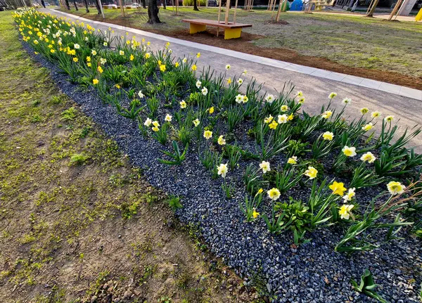 Bahçede çiçek açan ampul şeritleri, sokaktaki uzun yıllık çiçek tarlalarının yerini alıyor. Daha ucuz ve daha etkili çiçek versiyonu. Toprak yol boyunca ağaç, ara sokak, ağaçlar, çizgiler.